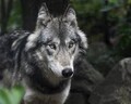 wolfix2020