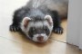 Ferretcraft Ferretcraft