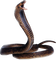 DeathPlex DeathPlex