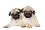 Pugsmp Pugsmp
