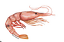 Shrimpzu Smp
