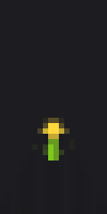 Dandelion flower