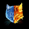 Collection Icon