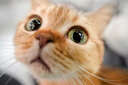 Interesting (-ish) facts about cats Minecraft Blog