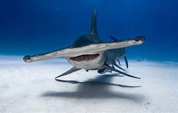Sharks Minecraft Blog