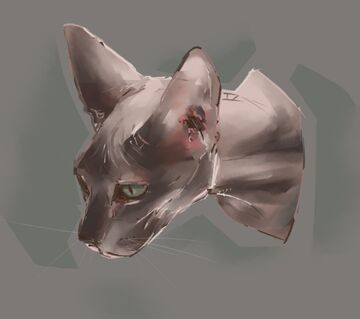 old hairless cat test Minecraft Blog