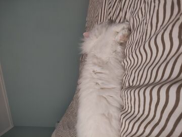 My cat sem sleep Minecraft Blog