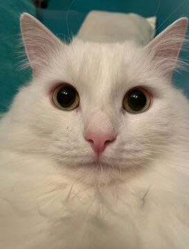 My cat Sem Minecraft Blog