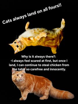 Cats (for jam) Minecraft Blog