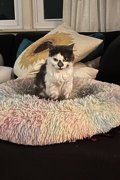 Ode to Patches Minecraft Blog