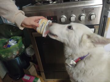My Dog Belka eating yogurt!😅 Minecraft Blog