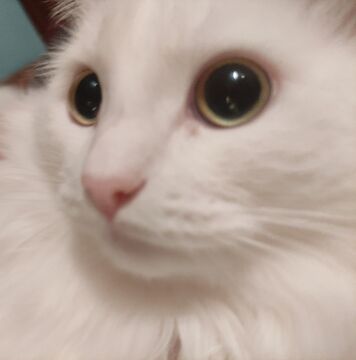 My cat i was scared of the vacuum cleaner😅 Minecraft Blog