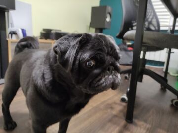 My Dog jem Minecraft Blog