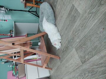 The cat is a liquid alloy😅 Minecraft Blog