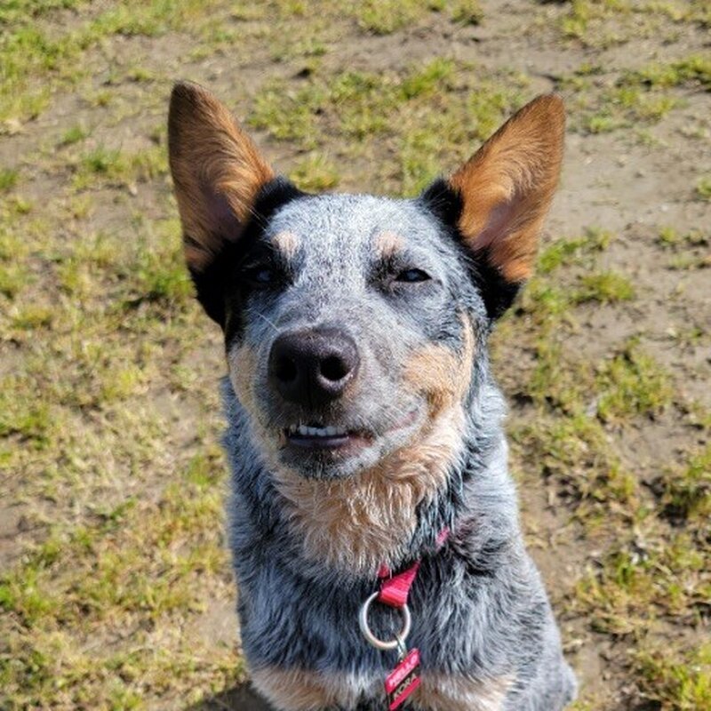 Craftable villager spawn egg Minecraft Data Pack