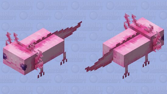 Pink Axolotl