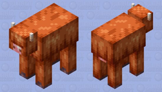 Highland Cow