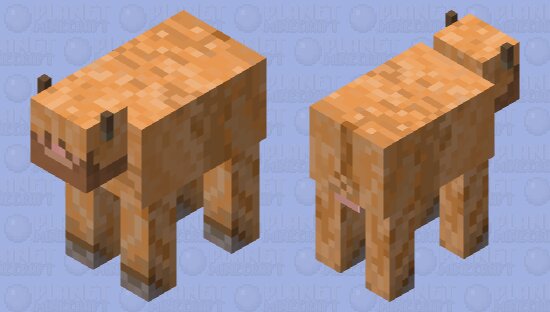 Highland Coo