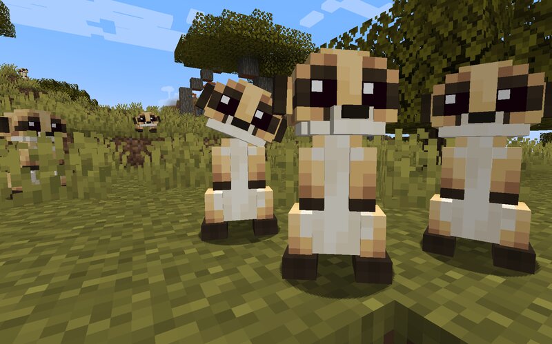 Animal Garden - Meerkat
