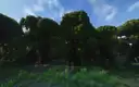 The Custom Forest