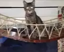 cat on bridge is coming for you