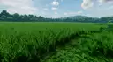 Tall Grass