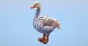Goose small Minecraft Map & Project