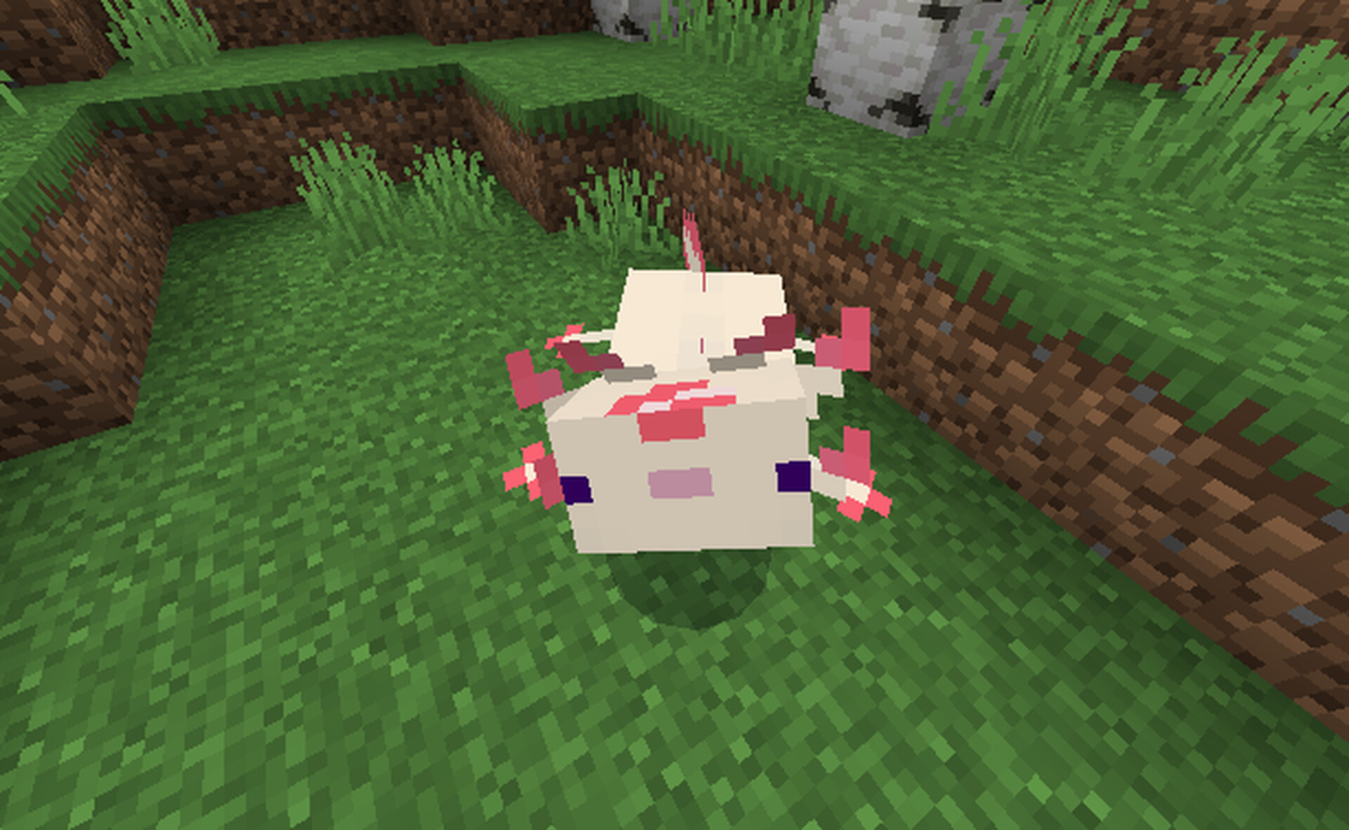 Christmas Axolotls! Minecraft Texture Pack