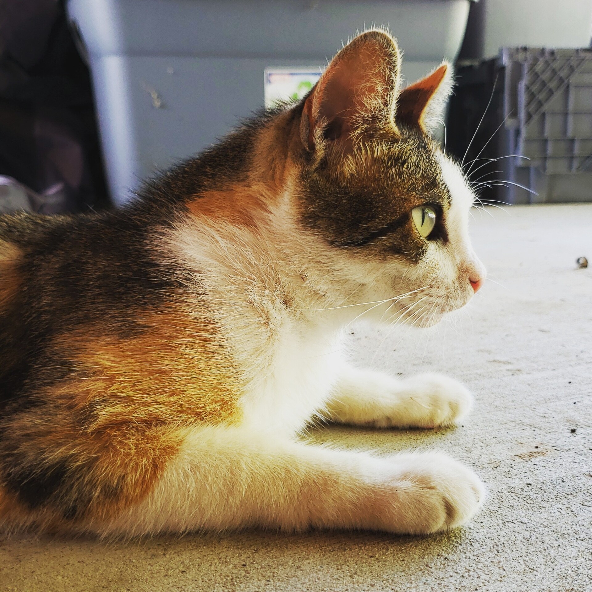 Real Life Cats Minecraft Texture Pack