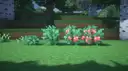 bush growth stages