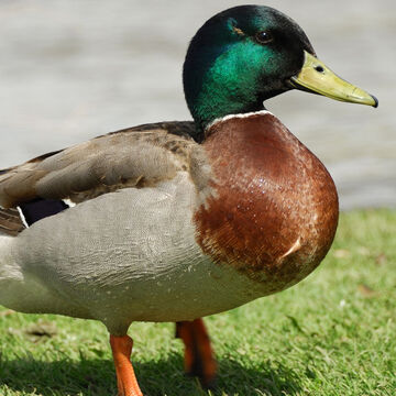 Duck Texture pack Minecraft Texture Pack