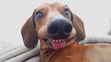 old yellow wool Minecraft Texture Pack