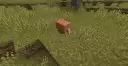 An Orange Armadillo