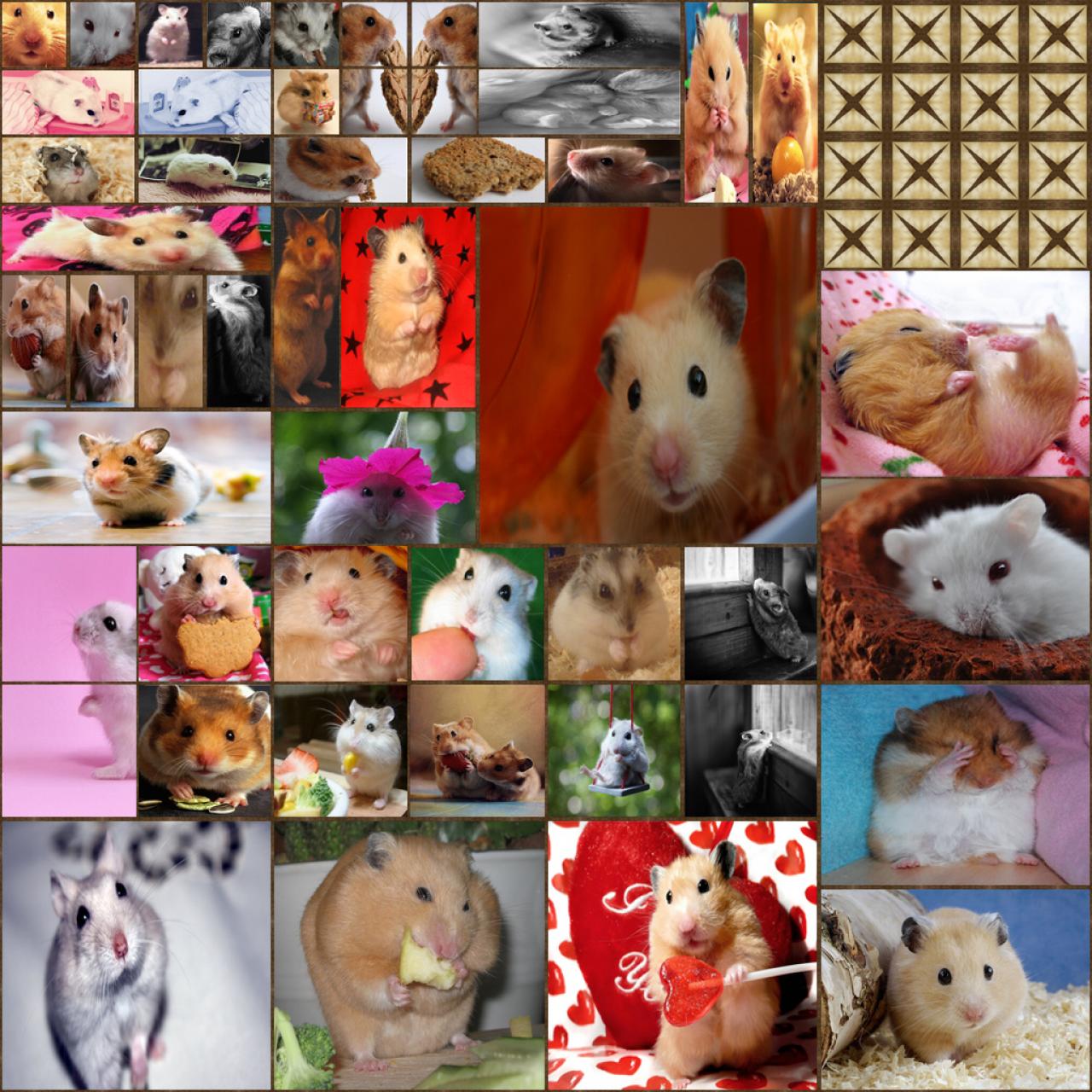 . Hamster Pictures . (too much fluffy) 3 Minecraft Texture Pack