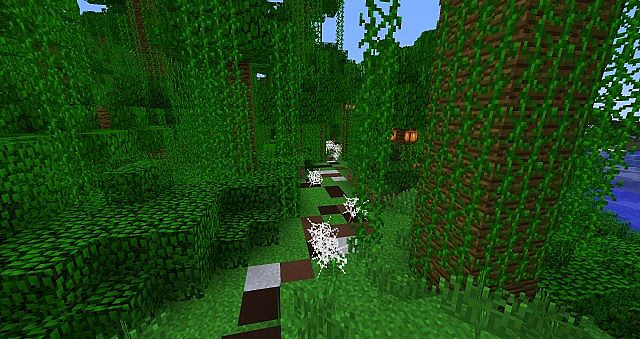 The Spider Jungle