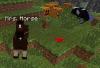 Horses!