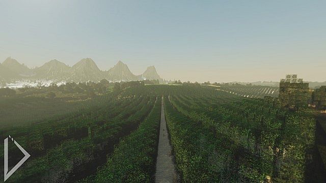 Salque fields - wine fields in the morning