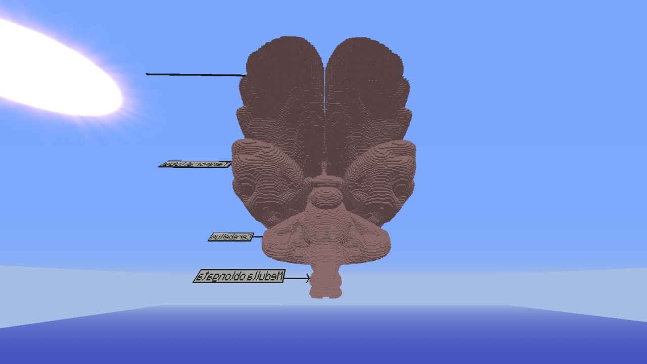 Brain [Anatomy] Minecraft Map