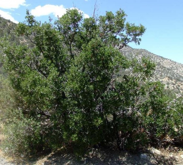 Quercus Berberidifolia (ShrubTree Hybird) 1.20/1.19.2/1.19.1/1.19/1.18