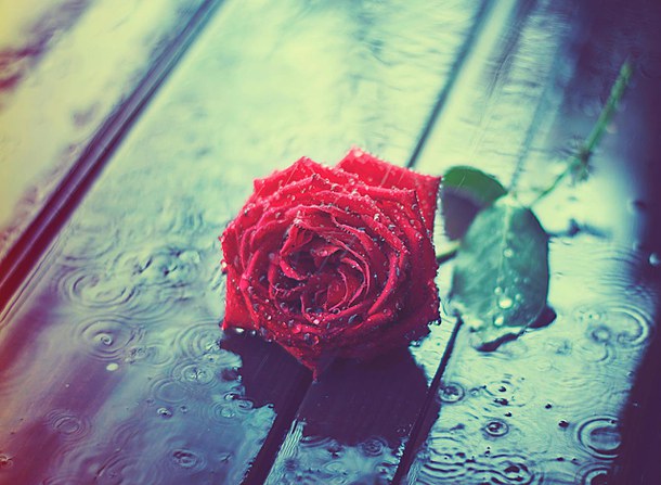 Image result for poem on rose