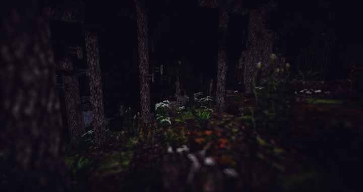 Pine Forests