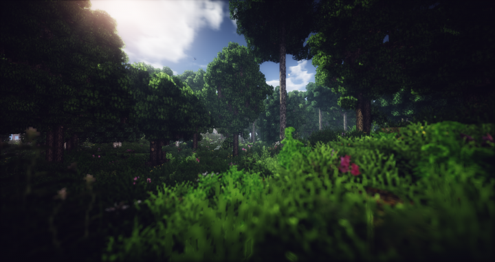 Oak Forests