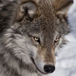 The wolfs bane Minecraft Blog