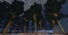 Trees in the court